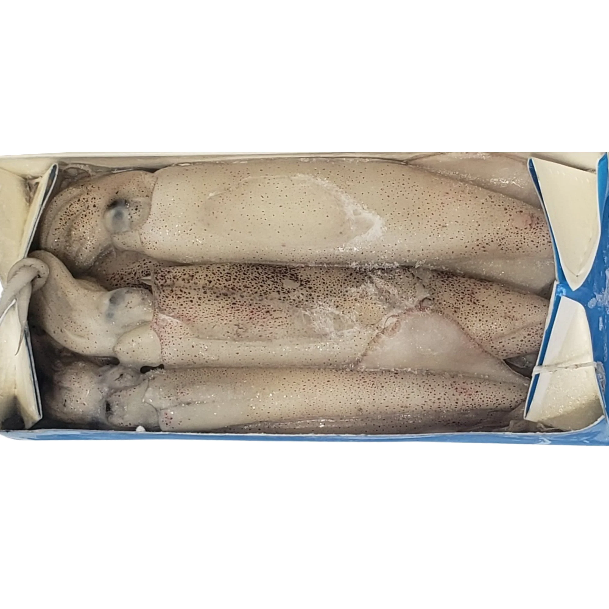 Frozen Bait - Box of Squid (COLLECTION ONLY)