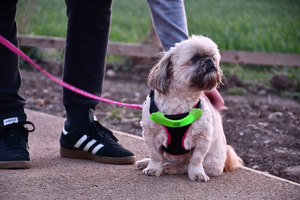 Six Peaks LED Light Dog Collar Attachment (Fluo Yellow) - Image 6
